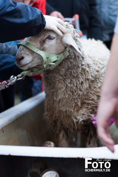 2019.10.10_The best of Hammelwaschen KB 2019 Niederbrechen (28 von 106)