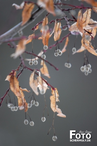 Niederbrechen im Winter