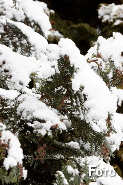 Niederbrechen im Winter