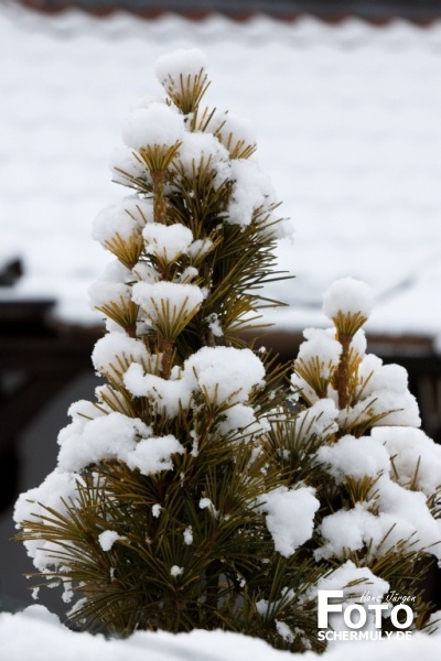Niederbrechen im Winter