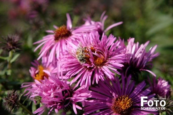 Blumen im Garten